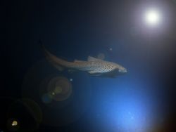 Leopard Shark Taken Phi Phi Island Thailand. by Keith Muncie 